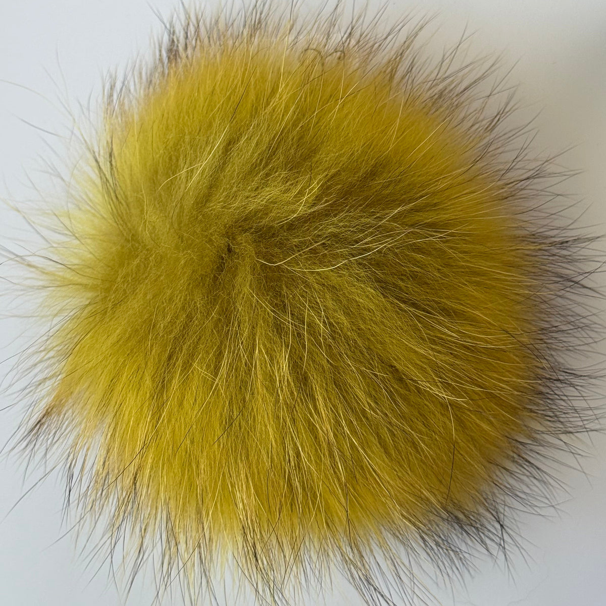 mustard XL Pom