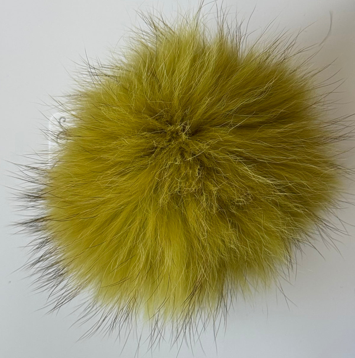 wasabi XL Pom